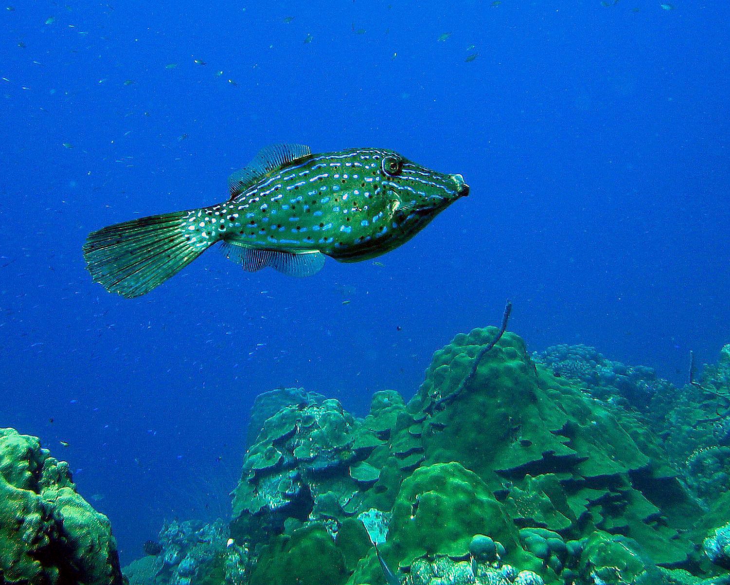 Scrawled Filefish in Bonaire