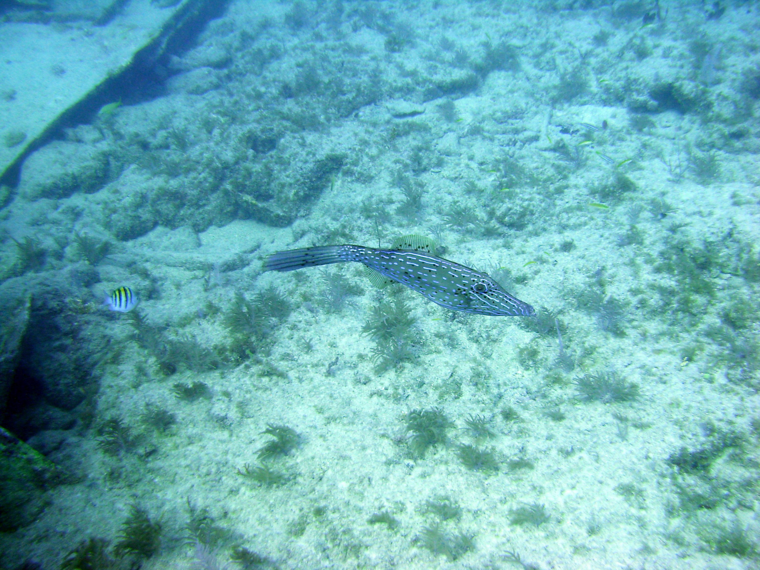 Scrawled Filefish