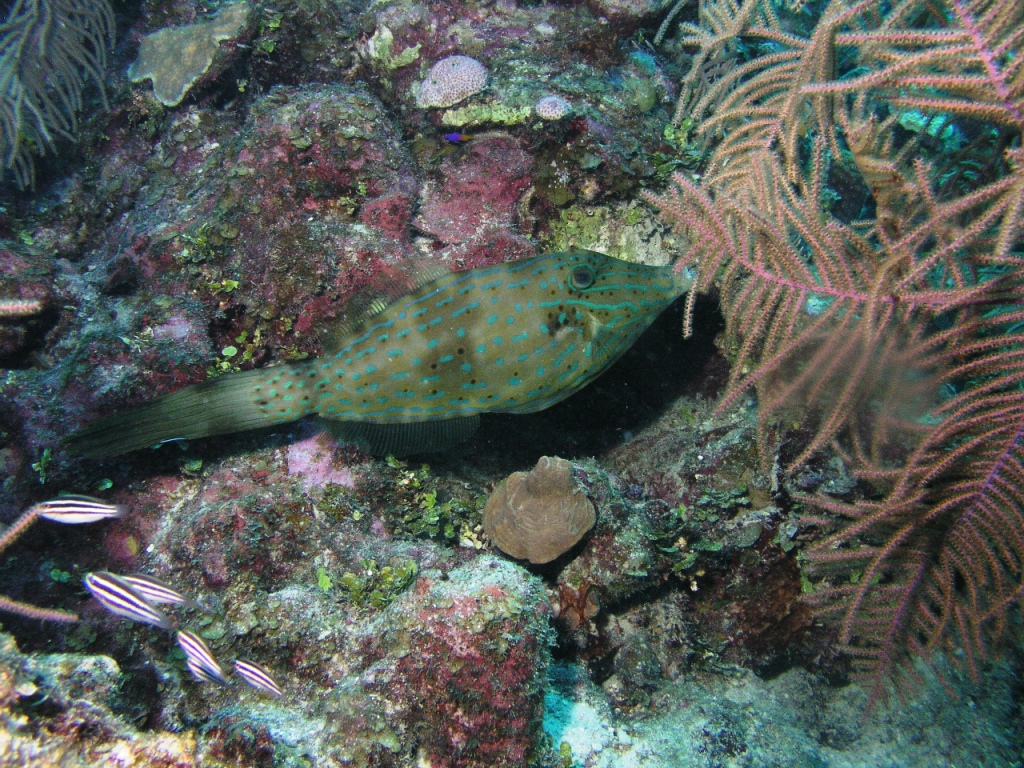 Scrawled Filefish