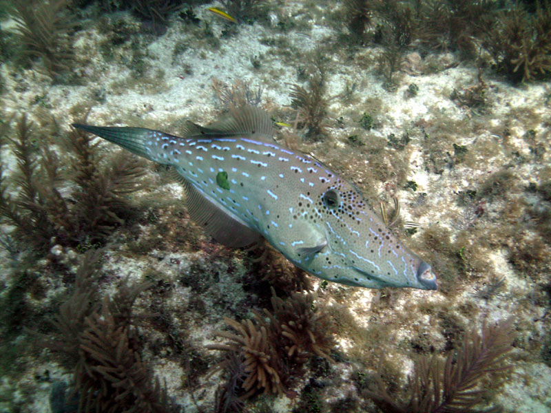 Scrawled Filefish