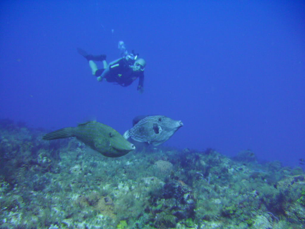 Scrawled Filefish