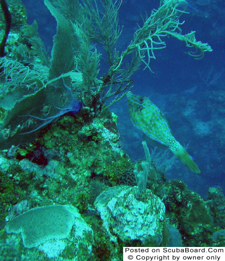 Scrawled Filefish