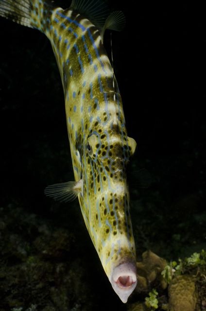 Scrawled Filefish