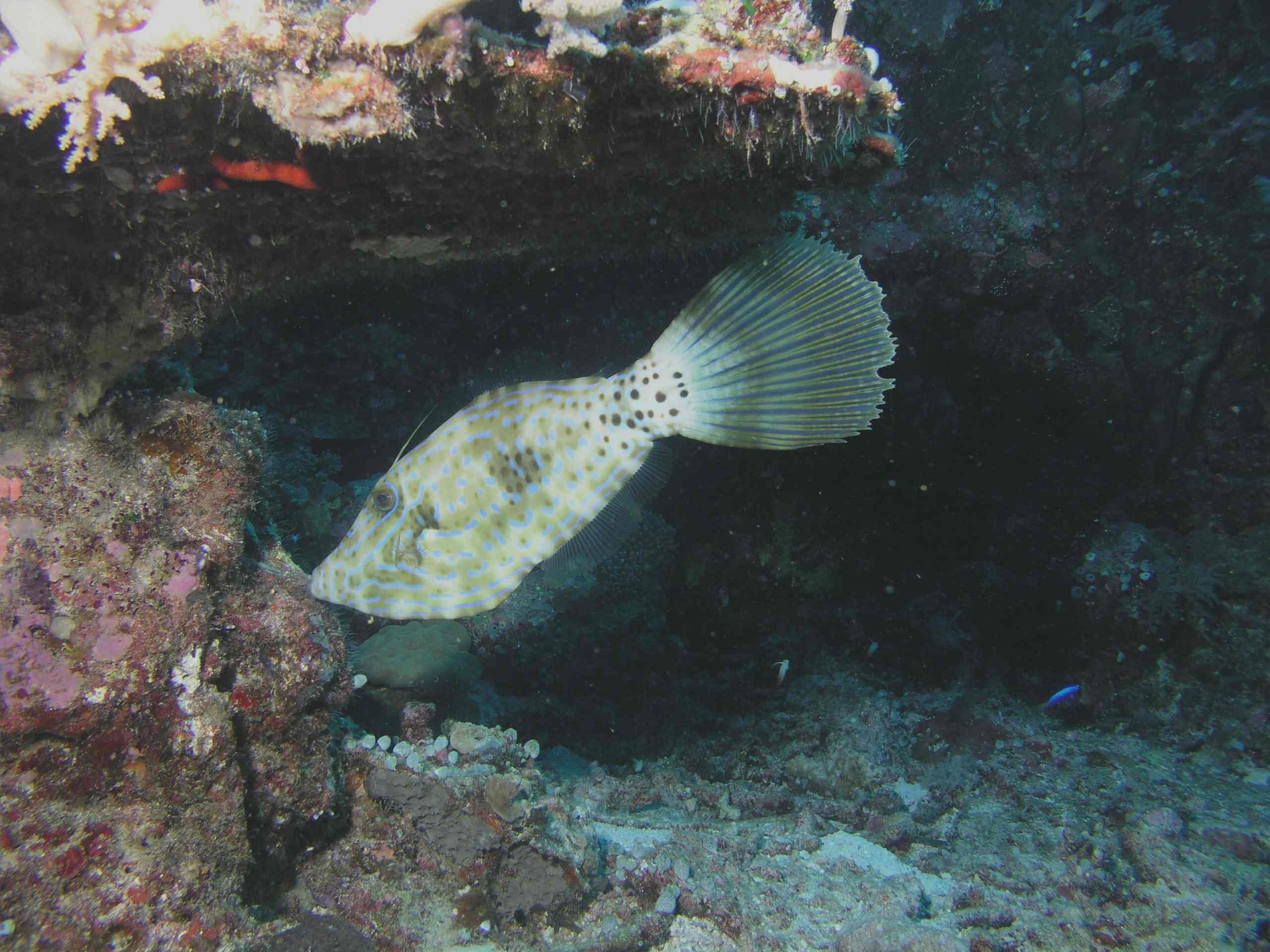 Scrawled Filefish