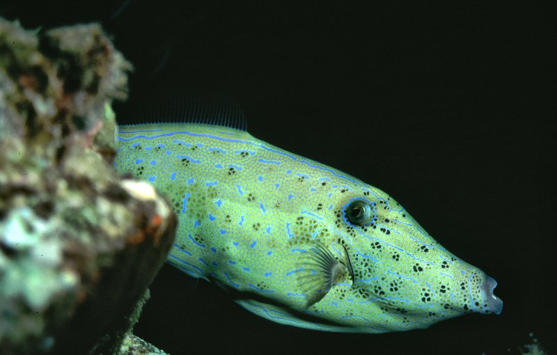 Scrawled filefish