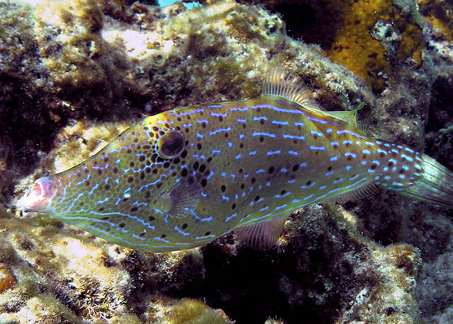 Scrawled filefish