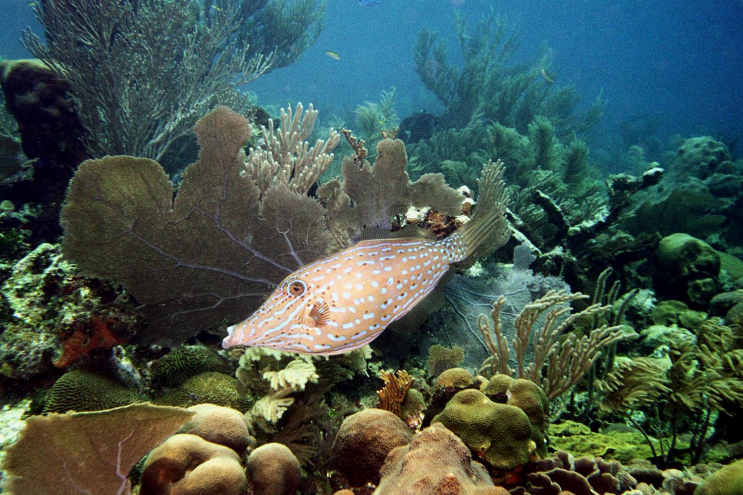 Scrawled Filefish