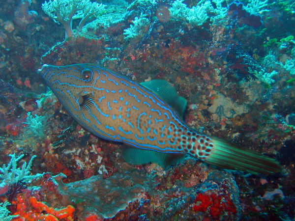 Scrawled Filefish