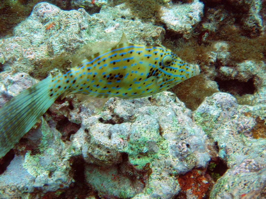 Scrawled Filefish