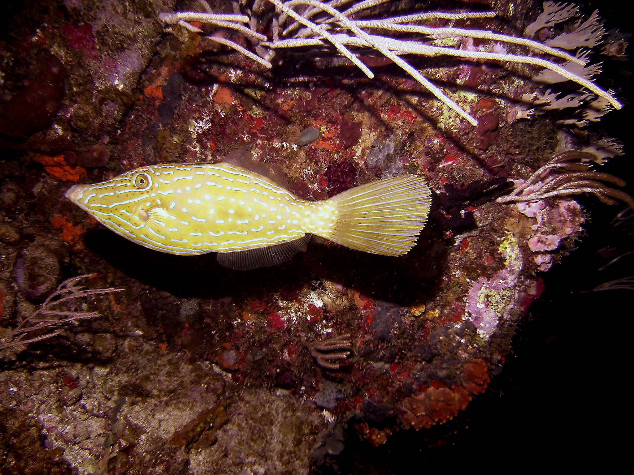 Scrawled Filefish