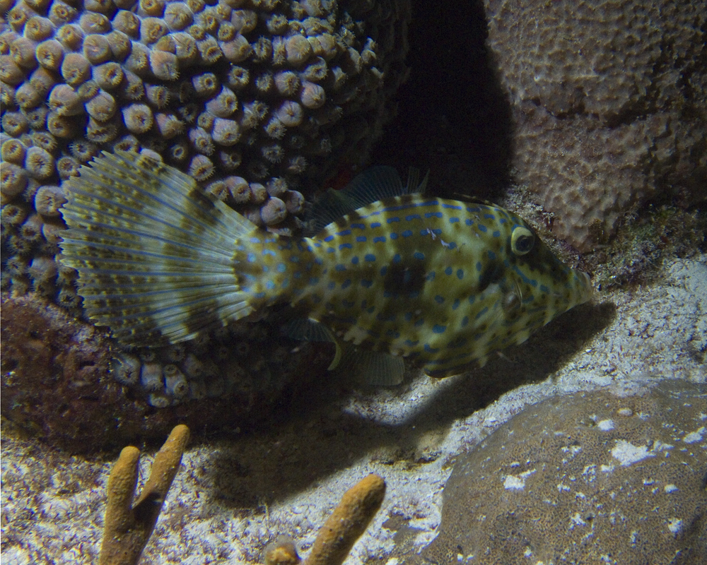 Scrawled Filefish