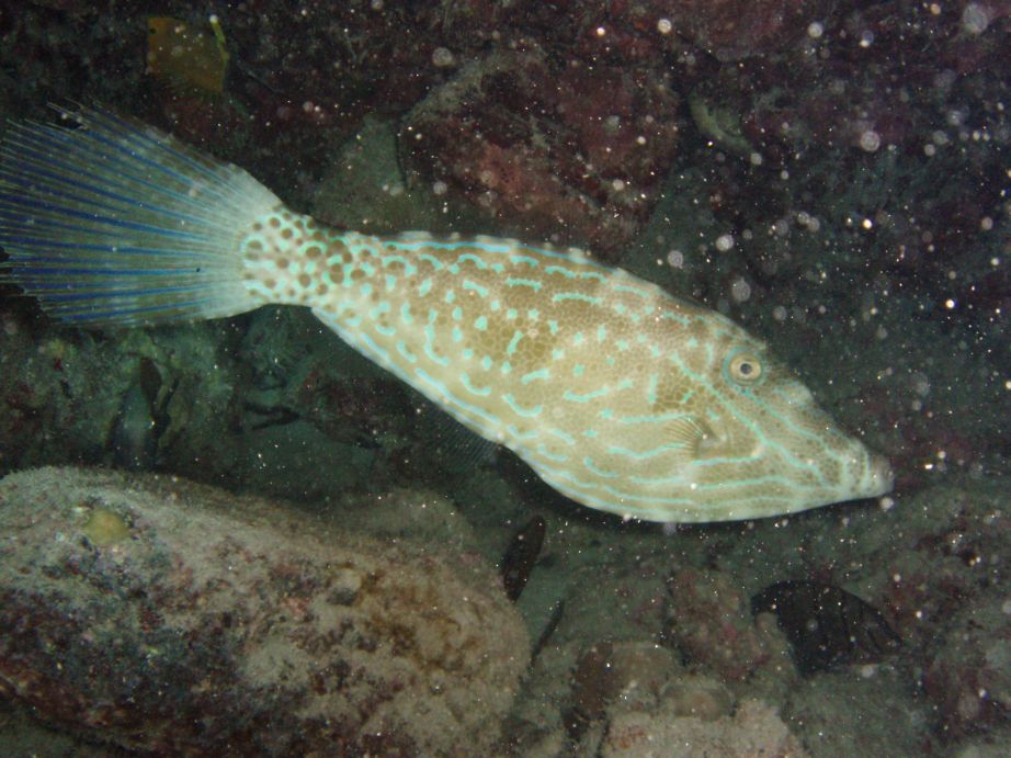 Scrawled Filefish