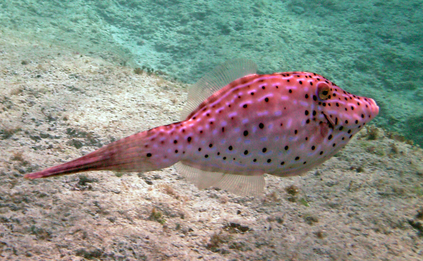 Scrawled Filefish