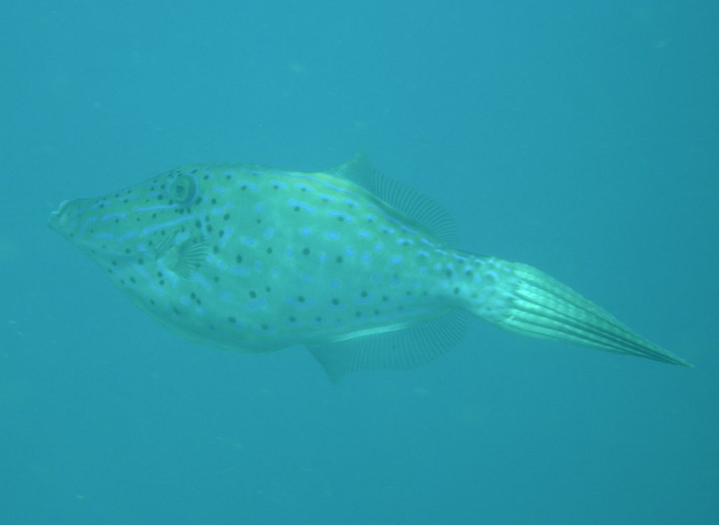 scrawled_filefish