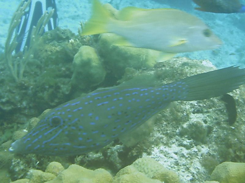 Scrawled_Filefish