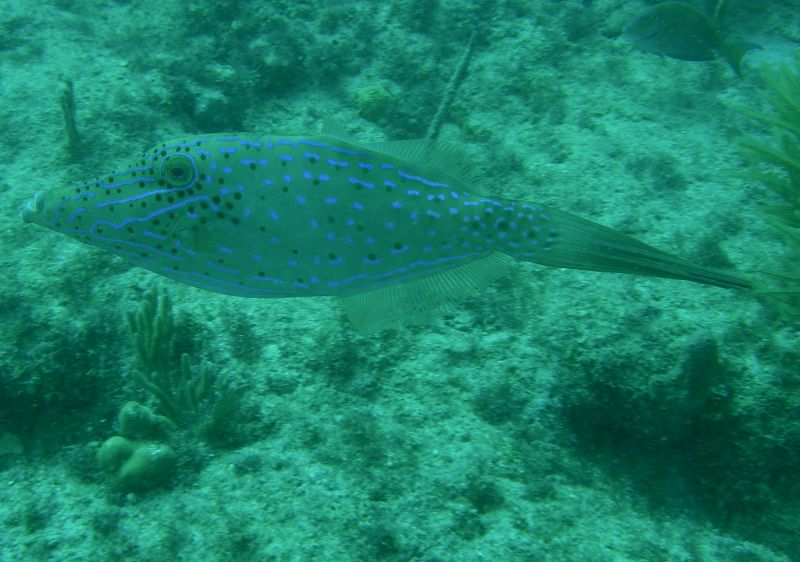 Scrawled_Filefish