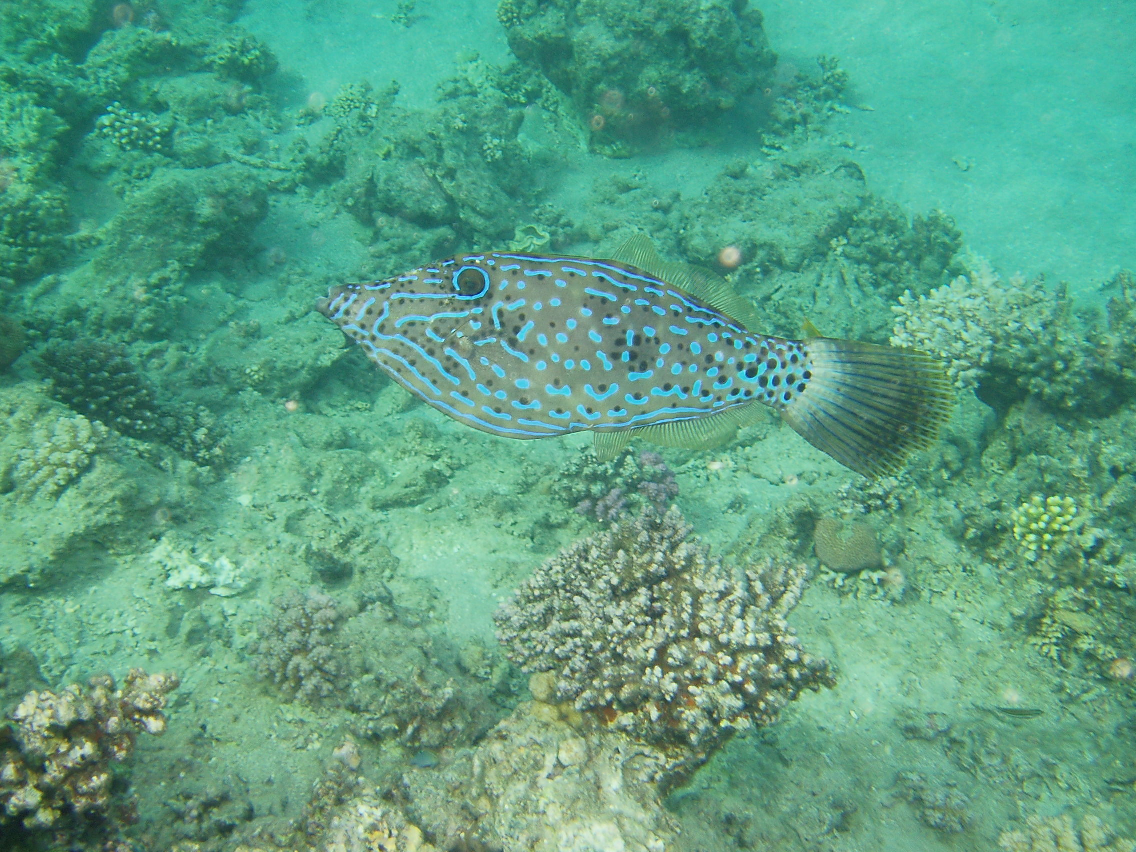 Scribbled Filefish