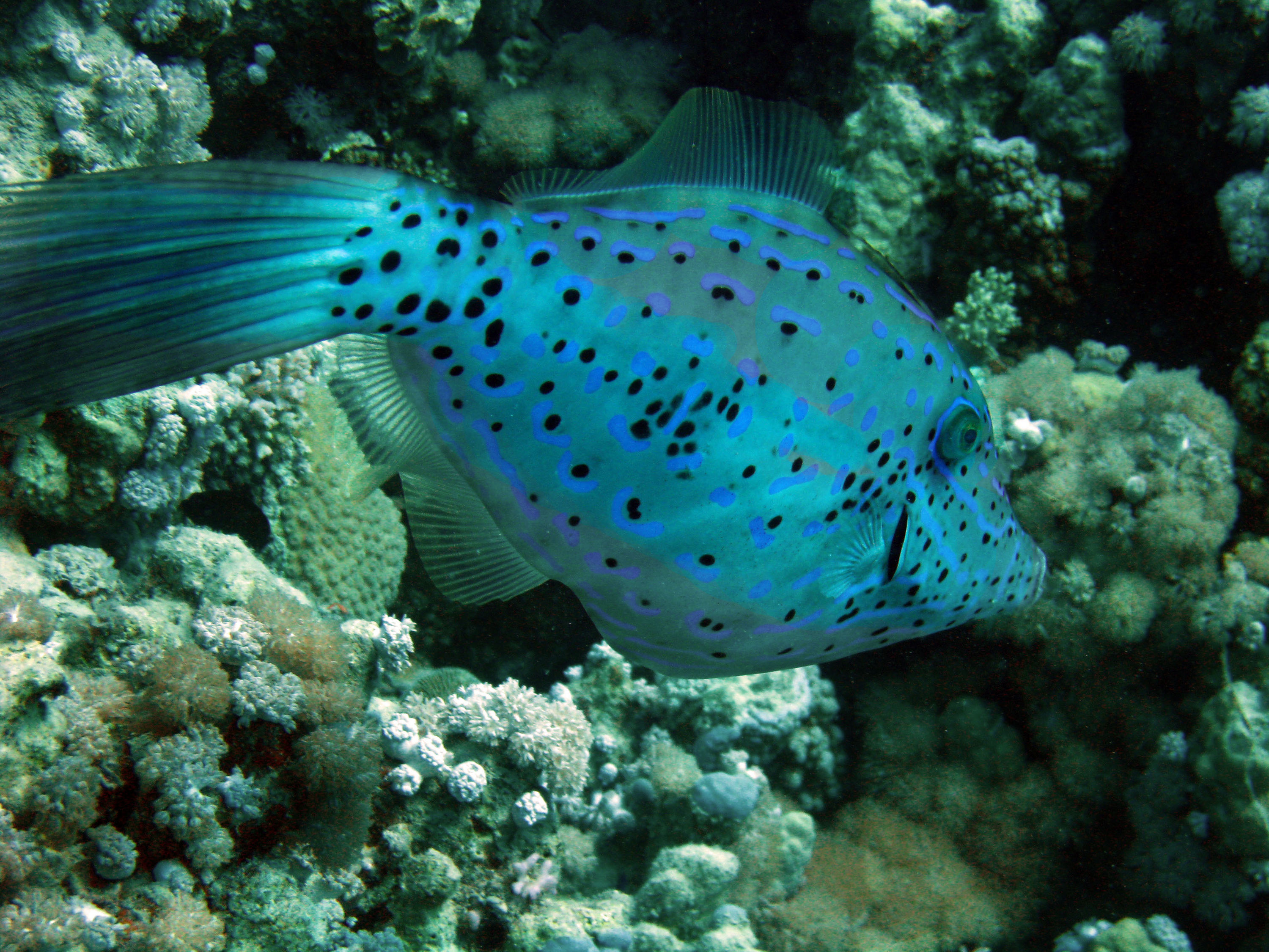 Scribbled leatherjacket filefish