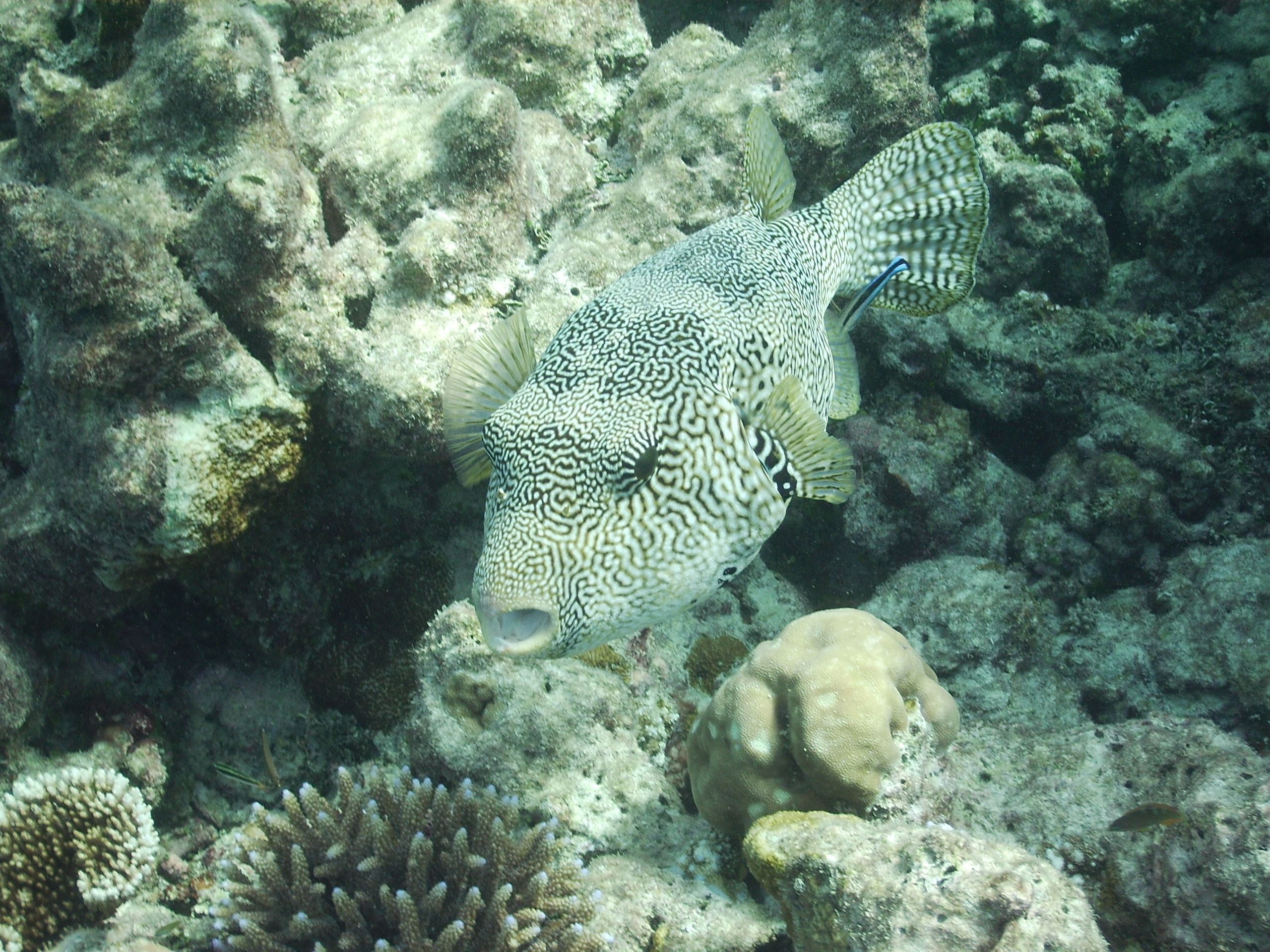 Scribbled Pufferfish