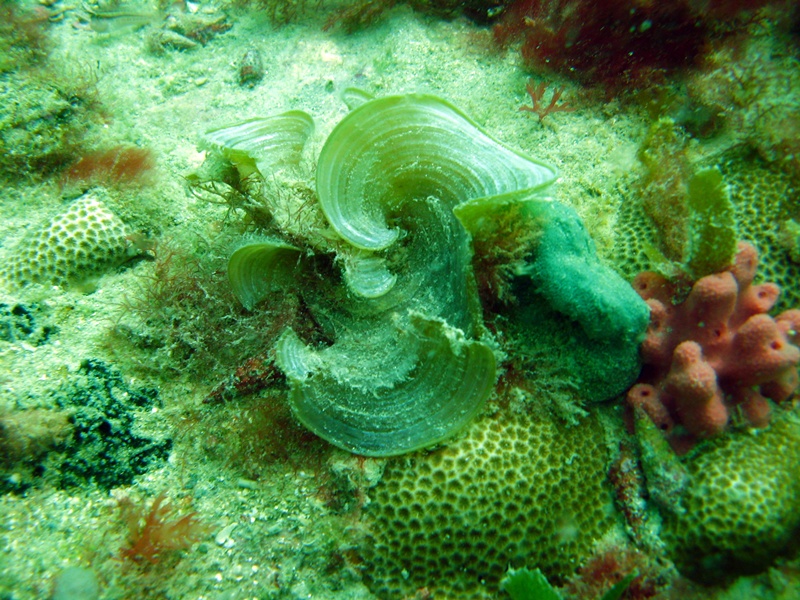 scroll_algae