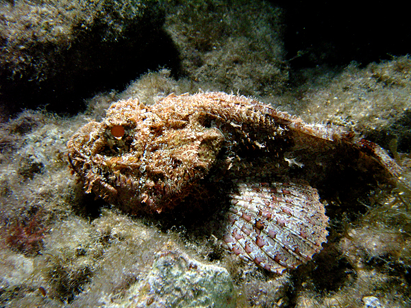 Scuba Club Cozumel house reef