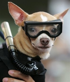 Scuba Diving Dog... Found on the web. HOW FUNNY@!