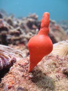 Scuba diving from Kota Kinabalu, Sabah with Borneo Dream