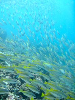 Scuba diving from Kota Kinabalu, Sabah with Borneo Dream