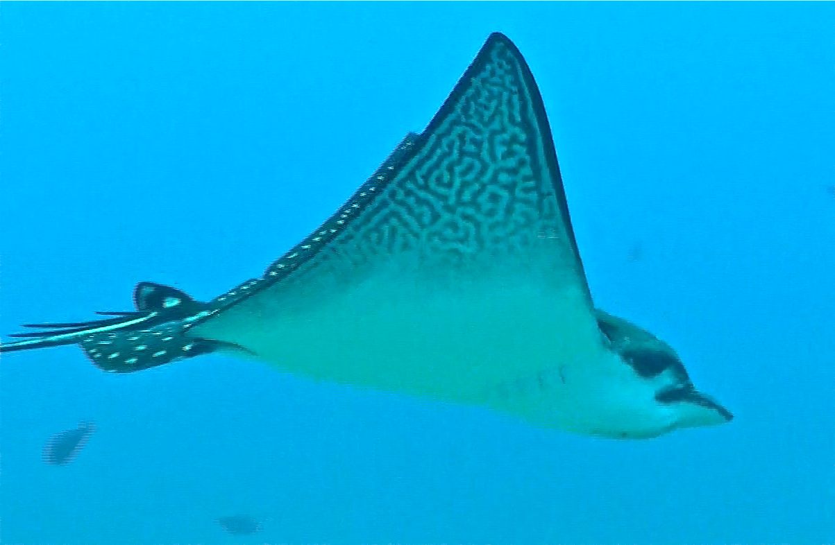 Scuba Diving on the North Shore of Oahu