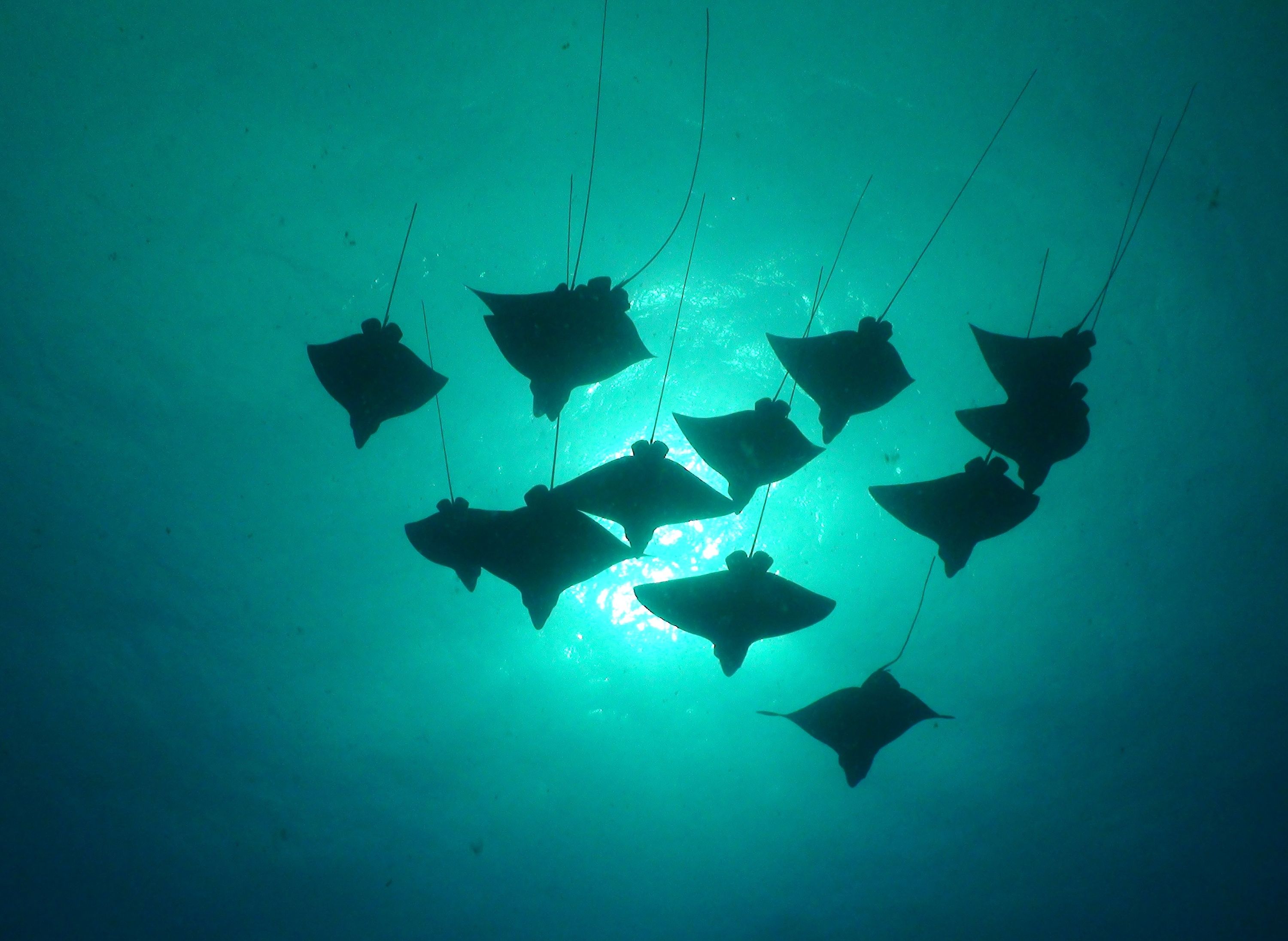 Scuba Diving on the North Shore of Oahu