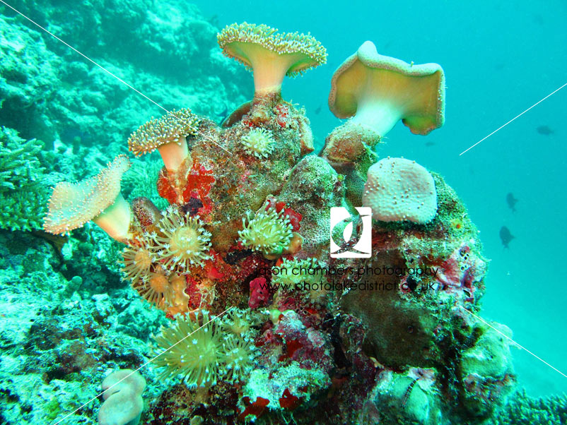 Scuba-Diving-Padi-Coral