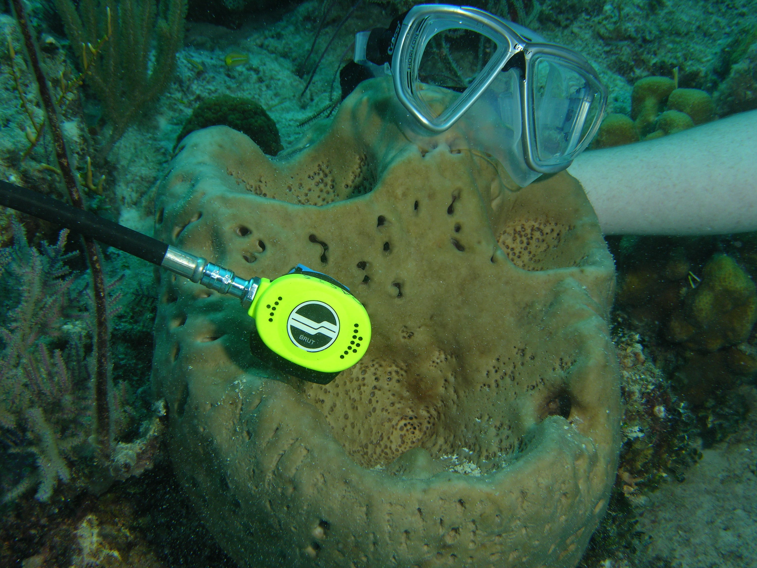 Scuba diving sponge