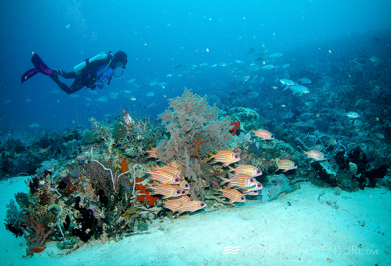 Scuba Diving The Reefs Of Raja Ampat | ScubaBoard