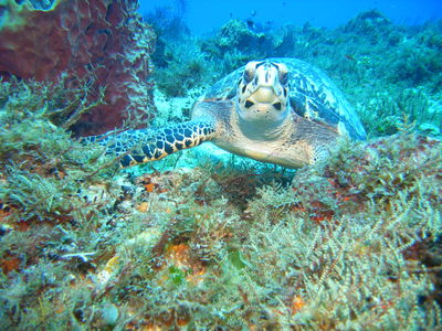 Scuba Diving With Pascual April and May 2009