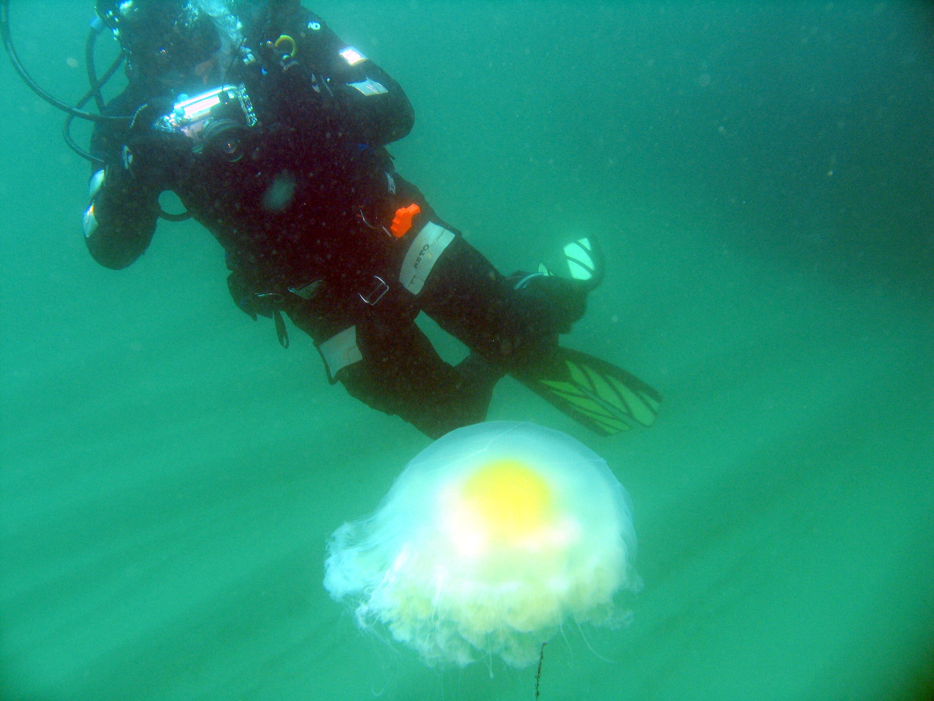 scuba junkee  (erickson)  at monastary