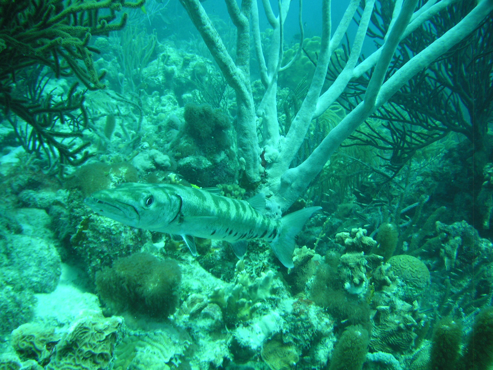 Scuba_Bonaire_13_