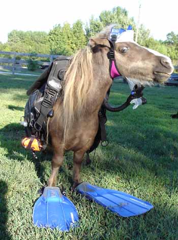 scuba_diving_horse