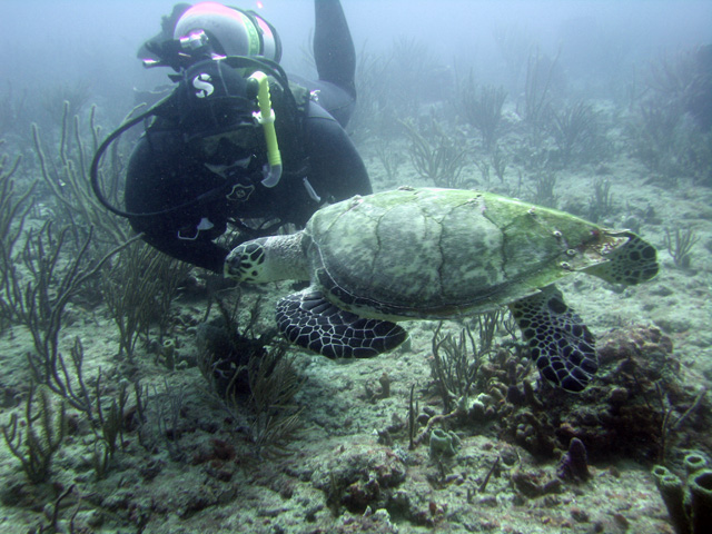 Scubakevdm and a hawksbill turtle (3)