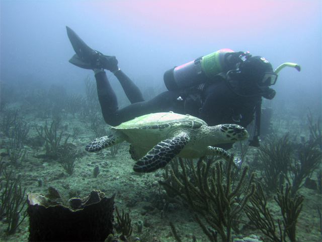 Scubakevdm and a hawksbill turtle