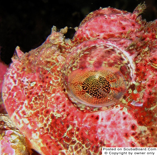 Sculpin Eye