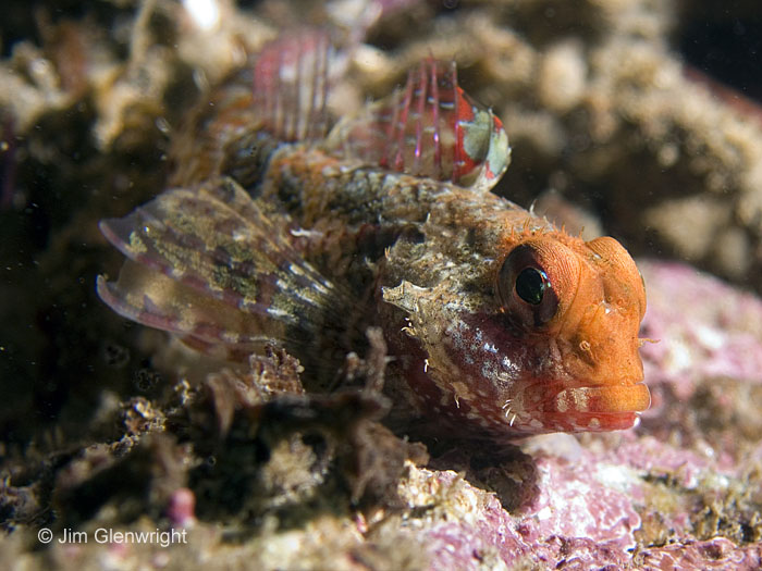 Sculpin