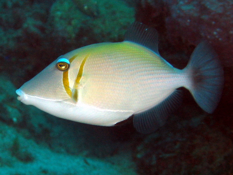 Scythe Triggerfish