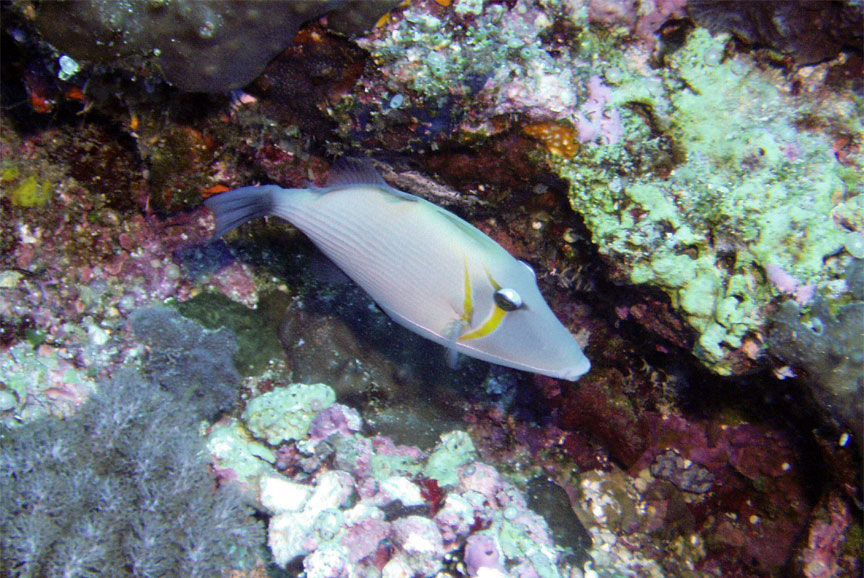 Scythe Triggerfish