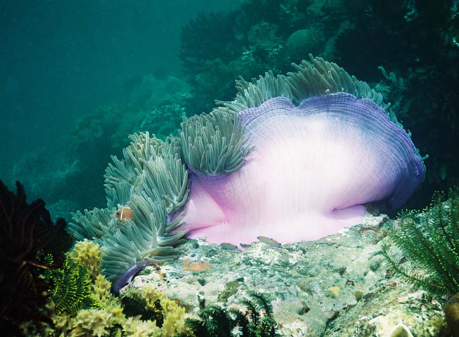 Sea Anemone, Alor