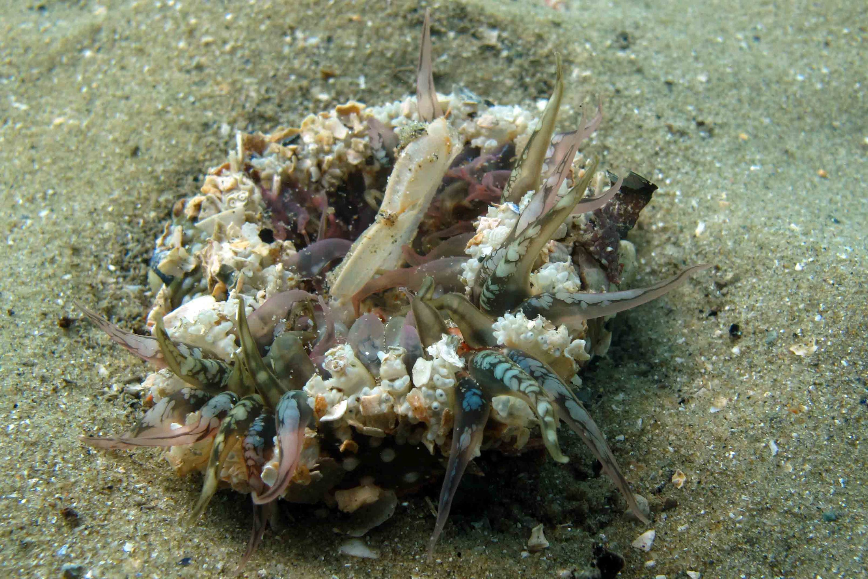 Sea anemone eating crab Wellington Harbour