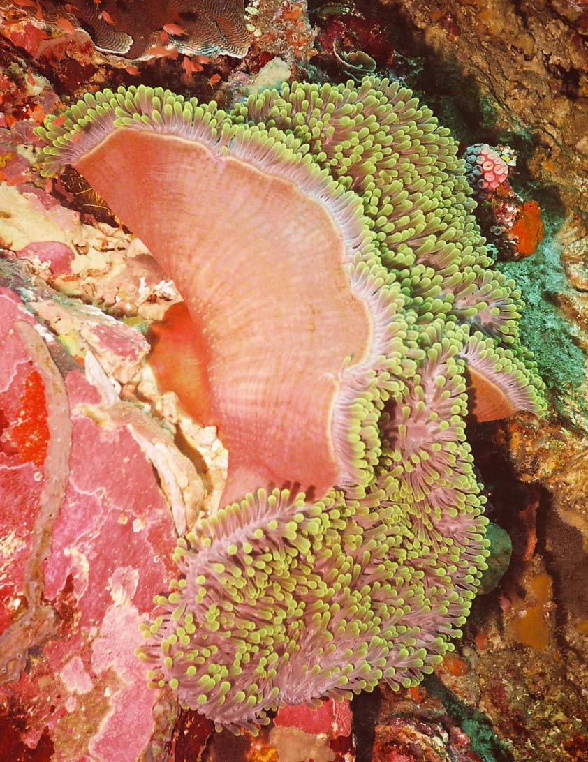 Sea Anemone, Komodo