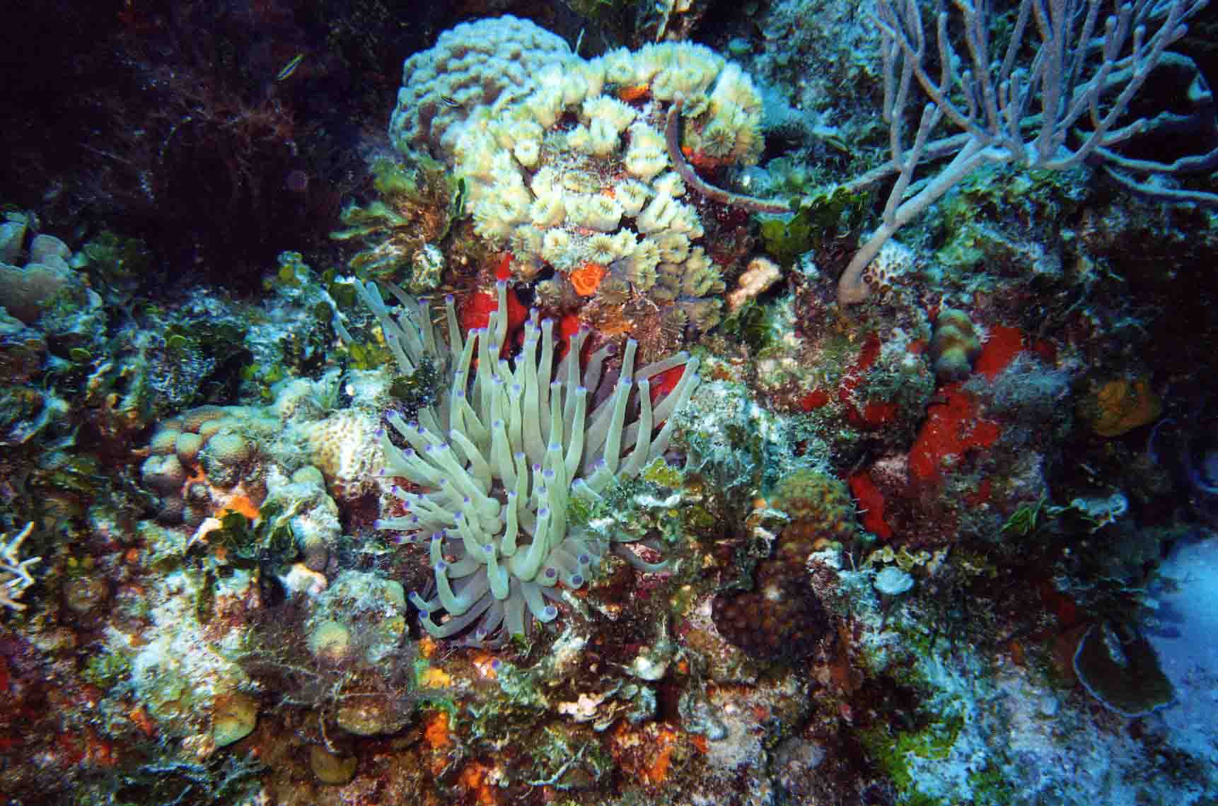 Sea Anemone on Reef