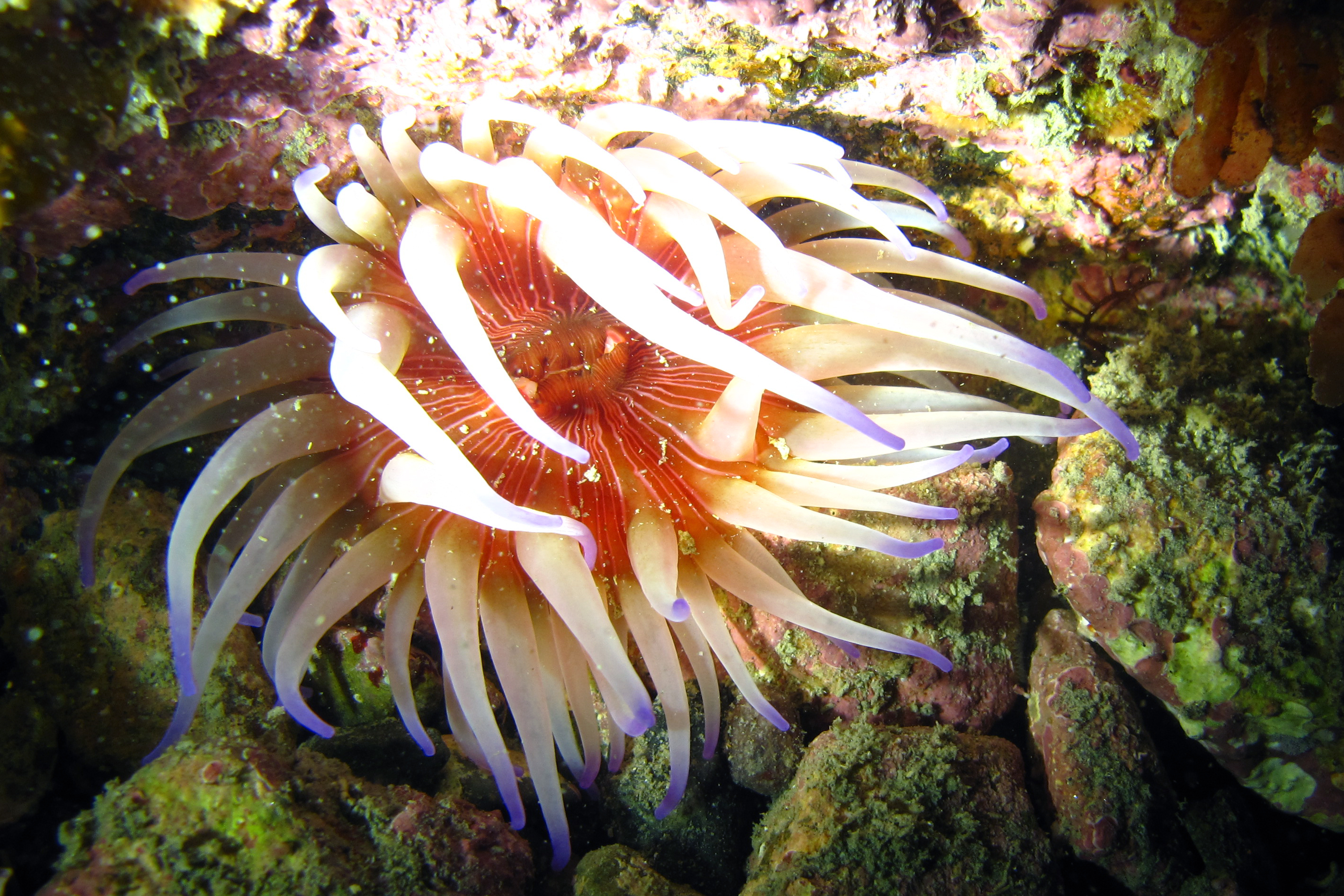 Sea anemone Owhiro Bay