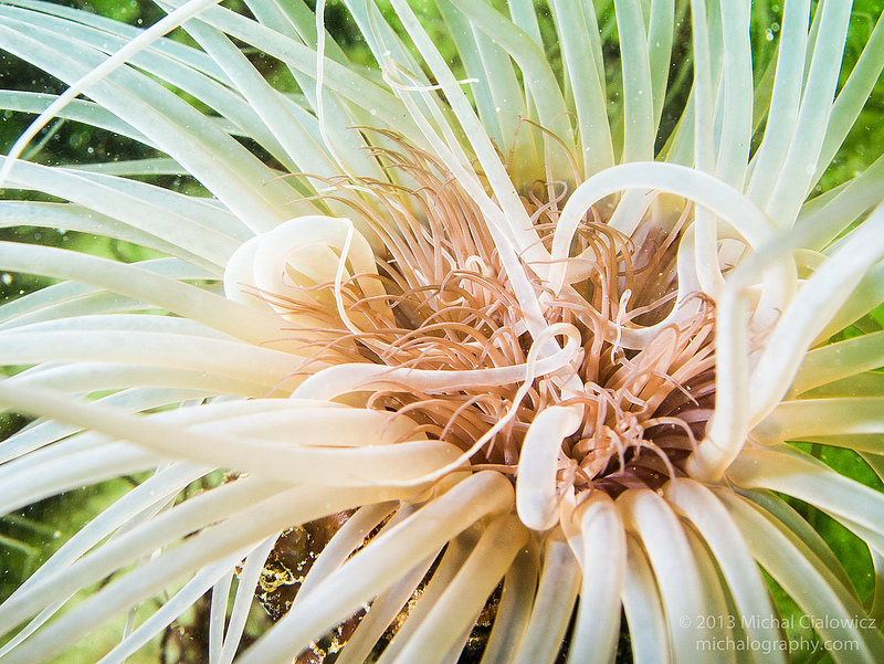 Sea Anemone - San Carlos Beach