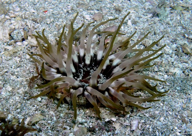 SEA ANEMONE